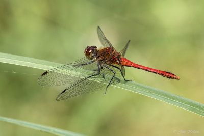 Bloedrode heidelibel/Sympetrum sanguineum ♂