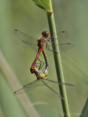 Bloedrode heidelibel/Sympetrum sanguineum ♀ ♂