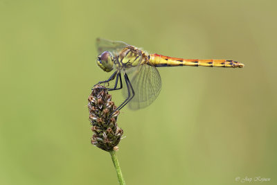 Kempense heidelibel/Sympetrum depressiusculum♀