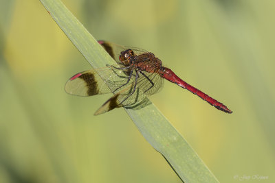 Bandheidelibel\Sympetrum pedemontanum ♂