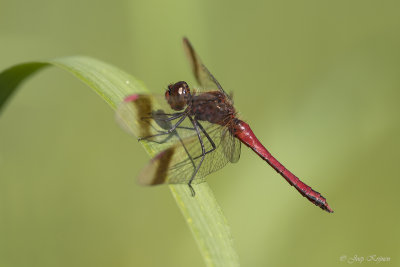 Bandheidelibel\Sympetrum pedemontanum ♂