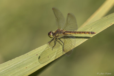 Kempense heidelibel/Sympetrum depressiusculum♀