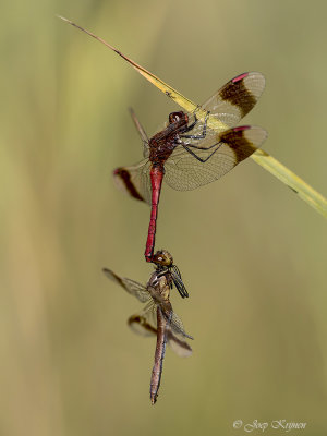 Bandheidelibel\Sympetrum pedemontanum ♂ ♀