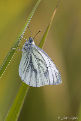 Klein geaderd witje/Pieris napi