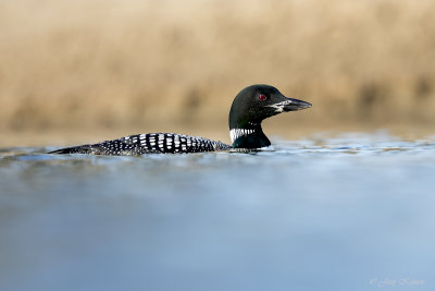 IJsduiker/Great northern diver