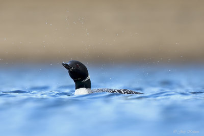 IJsduiker/Great northern diver