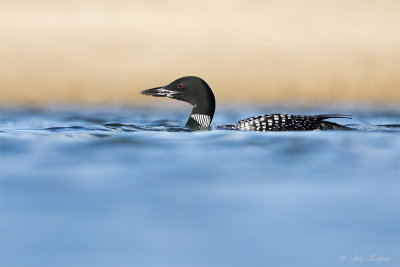 IJsduiker/Great northern diver