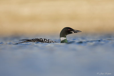 IJsduiker/Great northern diver