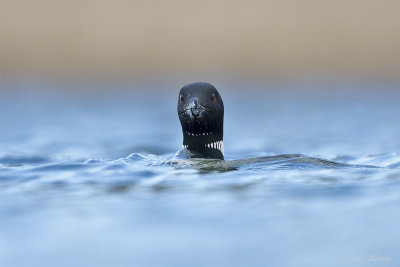 IJsduiker/Great northern diver