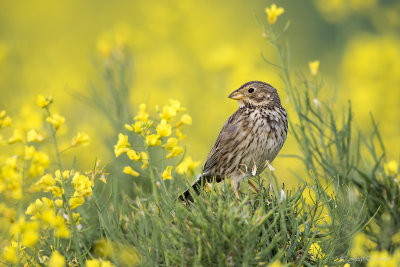 Grauwe gors/Corn bunting