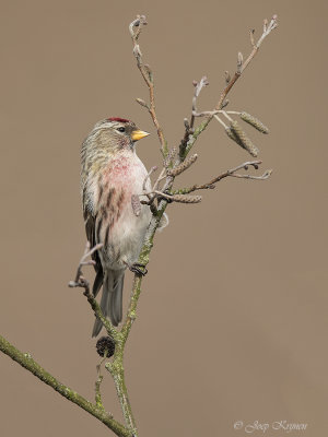 Grote barmsijs/Mealy redpoll