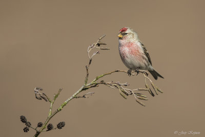 Grote barmsijs/Mealy redpoll 