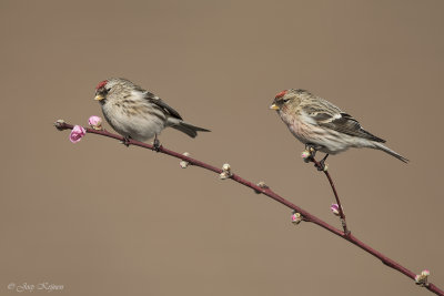 Grote barmsijs/Mealy redpoll