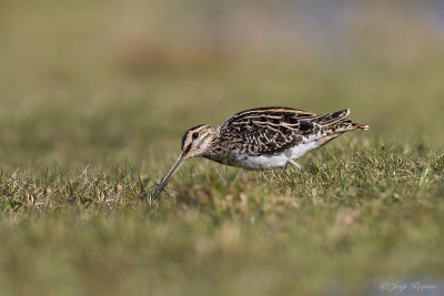 Watersnip/Snipe