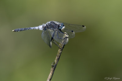 Oostelijke witsnuitlibel/Leucorrhinia albifrons ♂