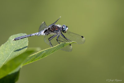 Oostelijke witsnuitlibel/Leucorrhinia albifrons ♂