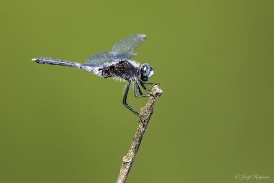 Oostelijke witsnuitlibel/Leucorrhinia albifrons ♂