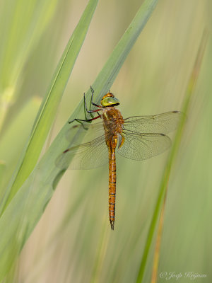 Vroege glazenmaker/Aeshna iscoceles ♂