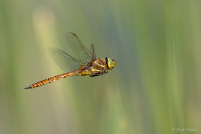 Vroege glazenmaker/Aeshna iscoceles ♂