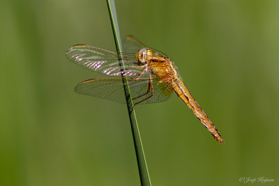 Vuurlibel/Crocothemis erythraea ♀