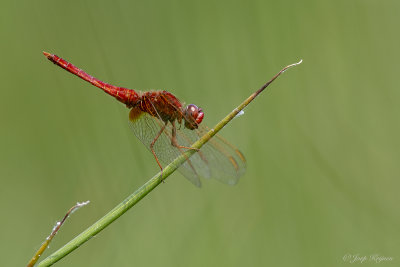 Vuurlibel/Crocothemis erythraea ♂