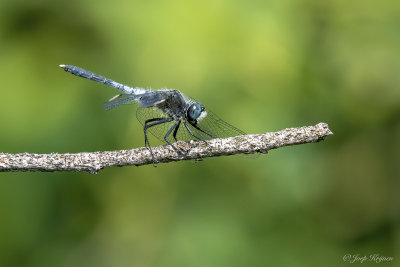 Oostelijke witsnuitlibel/Leucorrhinia albifrons ♂