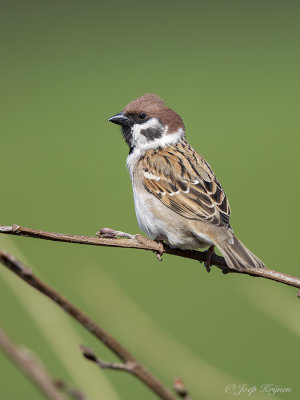 Ringmus/Tree sparrow
