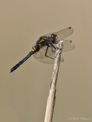 Sierlijke witsnuitlibel\Leucorrhinia caudalis ♂