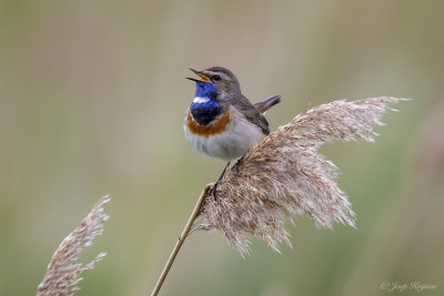 Blauwborst/Bluethroat