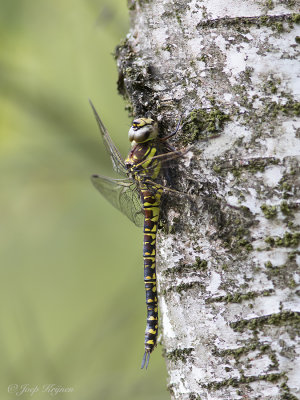 Noordse glazenmaker/Aeshna subartica ♀