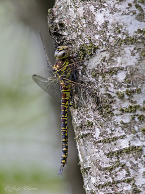 Noordse glazenmaker/Aeshna subartica ♀