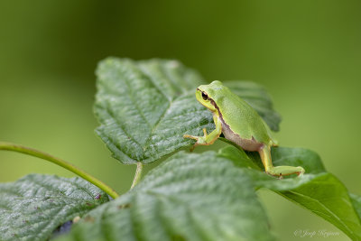 Boomkikker/Hyla arborea