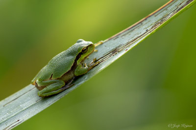 Boomkikker/Hyla arborea