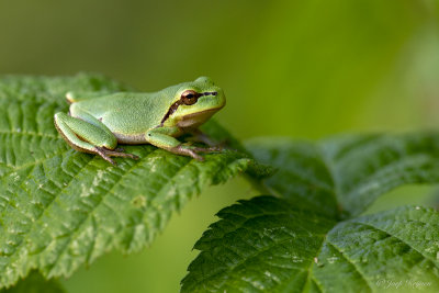 Boomkikker/Hyla arborea