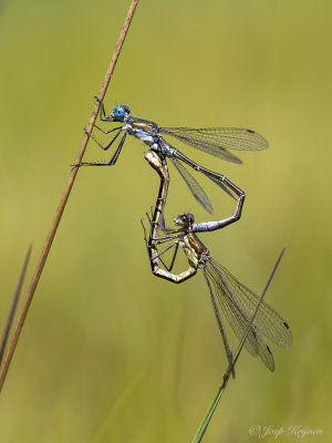 Tangpantserjuffer/Lestes dryas ♀♂