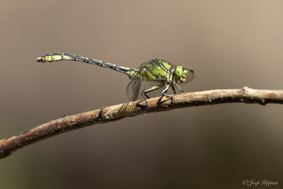 Gaffellibel/Ophiogomphus cecilia ♂