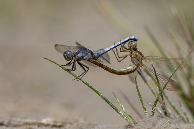 Beekoeverlibel/Orthetrum coerulescens ♀♂