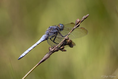 Beekoeverlibel/Orthetrum coerulescens ♂