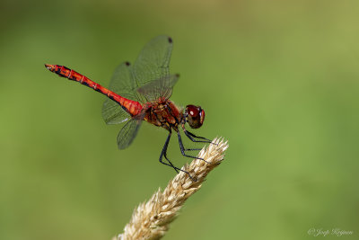 Bloedrode heidelibel/Sympetrum sanguineum ♂