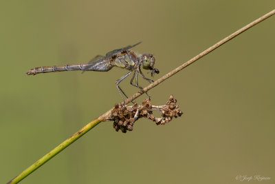 Bruinrode heidelibel/Sympetrum striolatum ♀