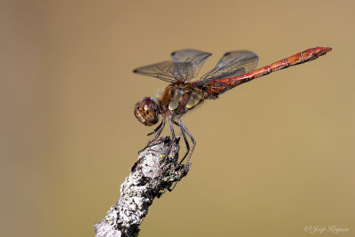 Bruinrode heidelibel/Sympetrum striolatum ♂