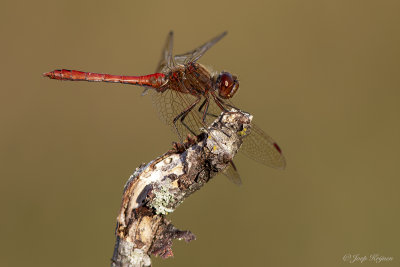 Steenrode heidelibel/Sympetrum vulgatum ♂
