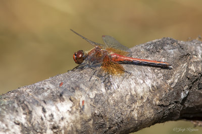 Geelvlekheidelibel/Sympetrum flaveolum ♂