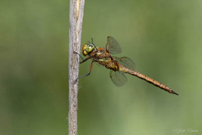 Vroege glazenmaker/Aeshna isoceles ♂