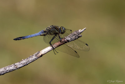 Oeverlibellen/Orthetrum