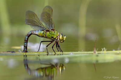 Grote keizerlibel/Anax imperator ♀