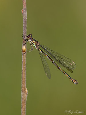 Houtpantserjuffer/Chalcolestes viridis ♀