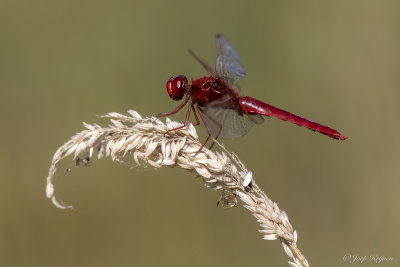 Vuurlibel/Crocothemis erythraea ♂