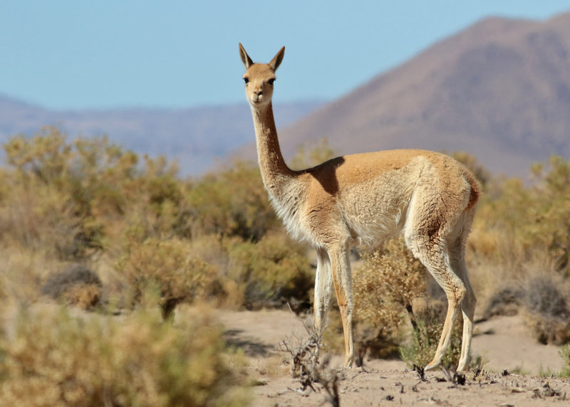 Guanaco (Lama guanicoe)