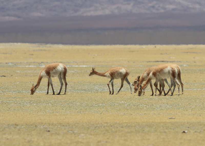 Guanaco (Lama guanicoe)